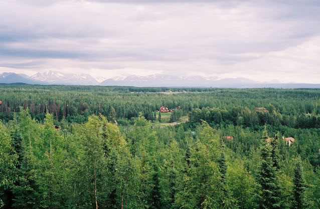 Alsaka Forest View